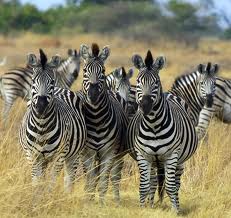 zebra-herd.jpeg